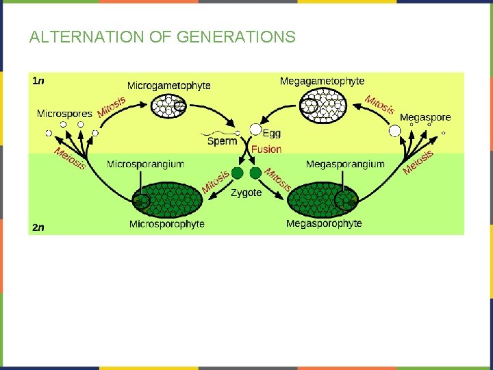 ALTERNATION OF GENERATIONS 