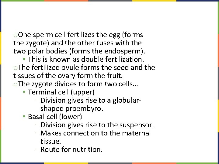 o. One sperm cell fertilizes the egg (forms the zygote) and the other fuses