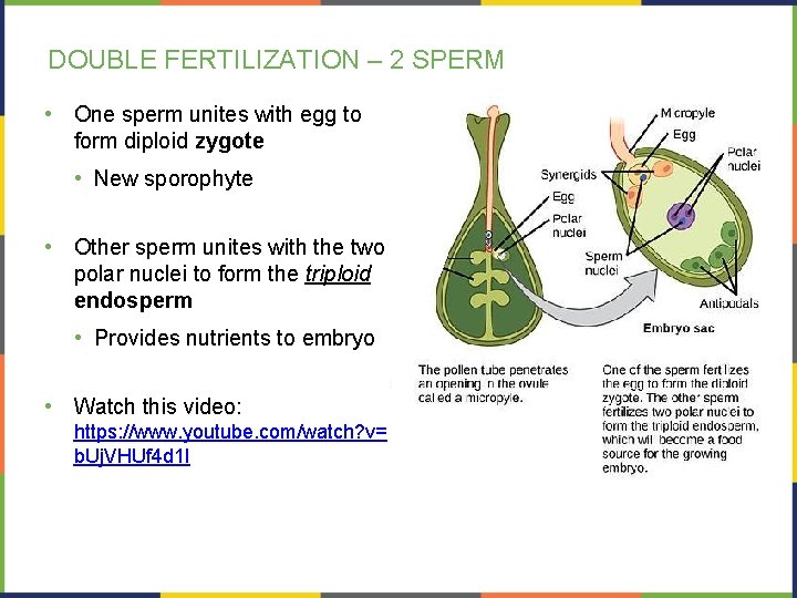 DOUBLE FERTILIZATION – 2 SPERM • One sperm unites with egg to form diploid