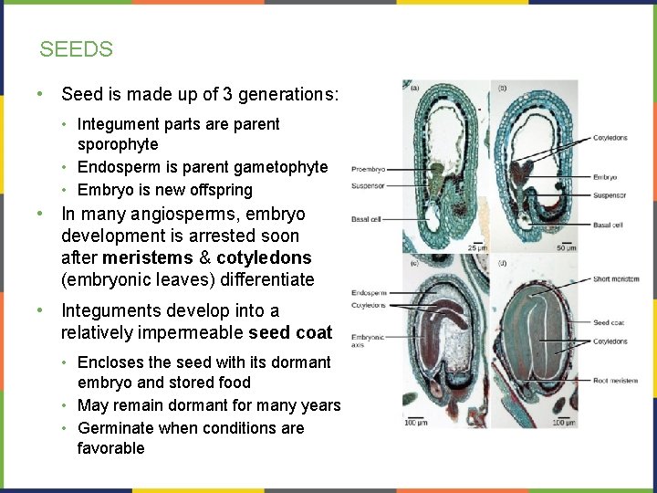 SEEDS • Seed is made up of 3 generations: • Integument parts are parent