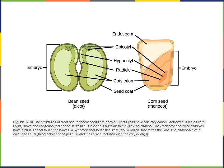 Figure 32. 20 The structures of dicot and monocot seeds are shown. Dicots (left)