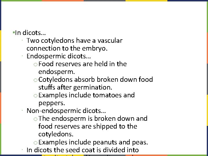 ▪In dicots… ∙ Two cotyledons have a vascular connection to the embryo. ∙ Endospermic