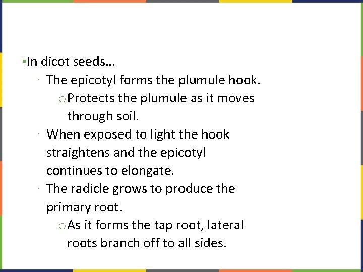 ▪In dicot seeds… ∙ The epicotyl forms the plumule hook. o. Protects the plumule
