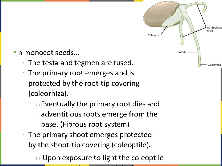 ▪In monocot seeds… ∙ The testa and tegmen are fused. ∙ The primary root