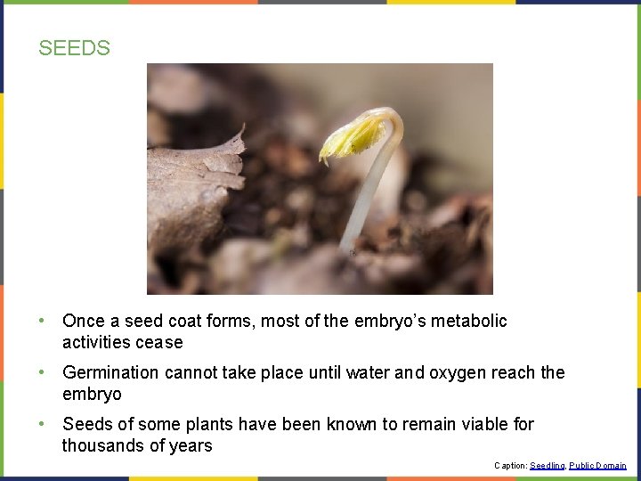 SEEDS • Once a seed coat forms, most of the embryo’s metabolic activities cease