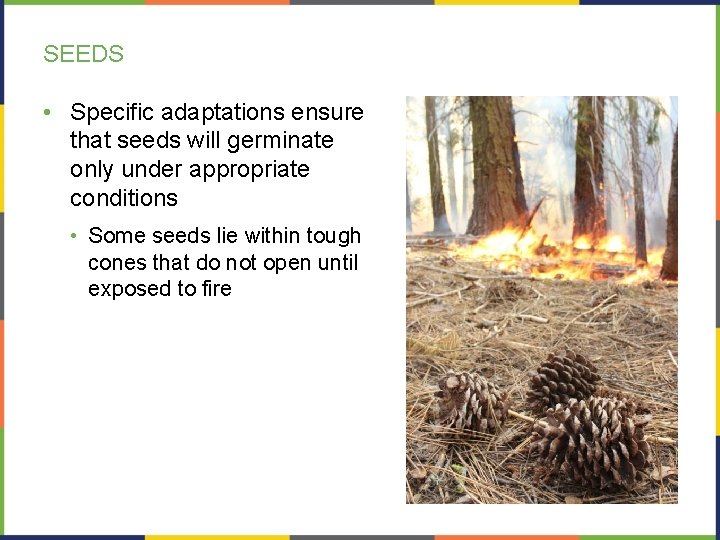SEEDS • Specific adaptations ensure that seeds will germinate only under appropriate conditions •