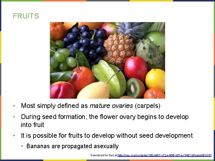FRUITS • Most simply defined as mature ovaries (carpels) • During seed formation, the