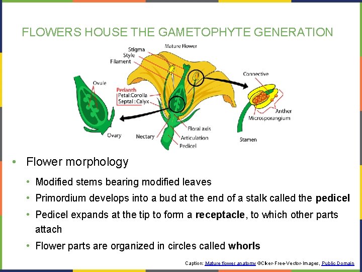 FLOWERS HOUSE THE GAMETOPHYTE GENERATION • Flower morphology • Modified stems bearing modified leaves