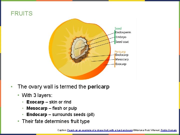 FRUITS • The ovary wall is termed the pericarp • With 3 layers: •