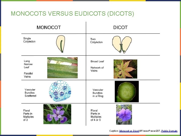 MONOCOTS VERSUS EUDICOTS (DICOTS) Caption: Monocot vs Dicot ©Flower. Power 207, Public Domain 