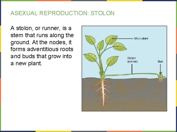 ASEXUAL REPRODUCTION: STOLON A stolon, or runner, is a stem that runs along the
