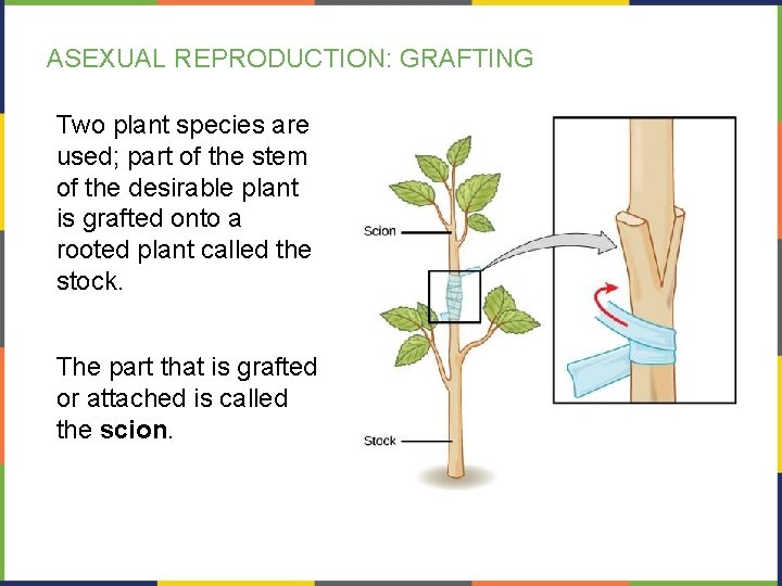 ASEXUAL REPRODUCTION: GRAFTING Two plant species are used; part of the stem of the