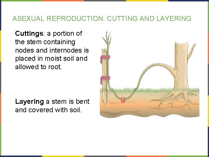 ASEXUAL REPRODUCTION: CUTTING AND LAYERING Cuttings: a portion of the stem containing nodes and