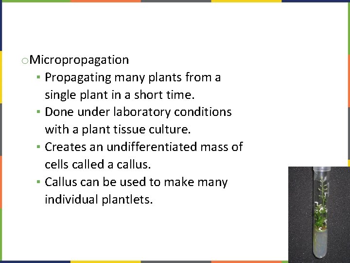 o. Micropropagation ▪ Propagating many plants from a single plant in a short time.