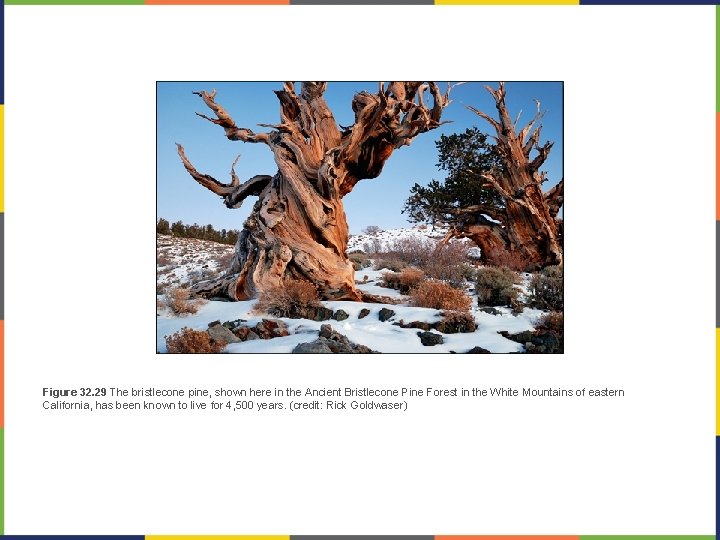 Figure 32. 29 The bristlecone pine, shown here in the Ancient Bristlecone Pine Forest