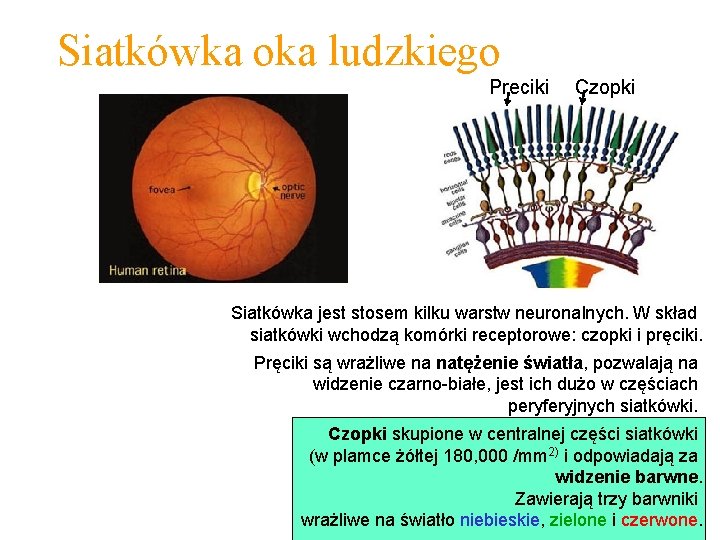 Siatkówka oka ludzkiego Preciki Czopki Siatkówka jest stosem kilku warstw neuronalnych. W skład siatkówki
