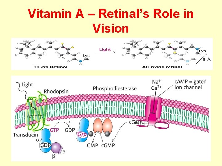 Vitamin A – Retinal’s Role in Vision 