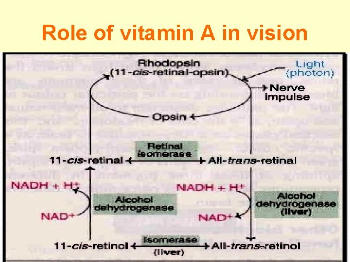 Role of vitamin A in vision 