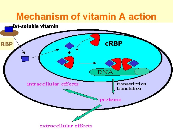 Mechanism of vitamin A action fat-soluble vitamin RBP c. RBP 
