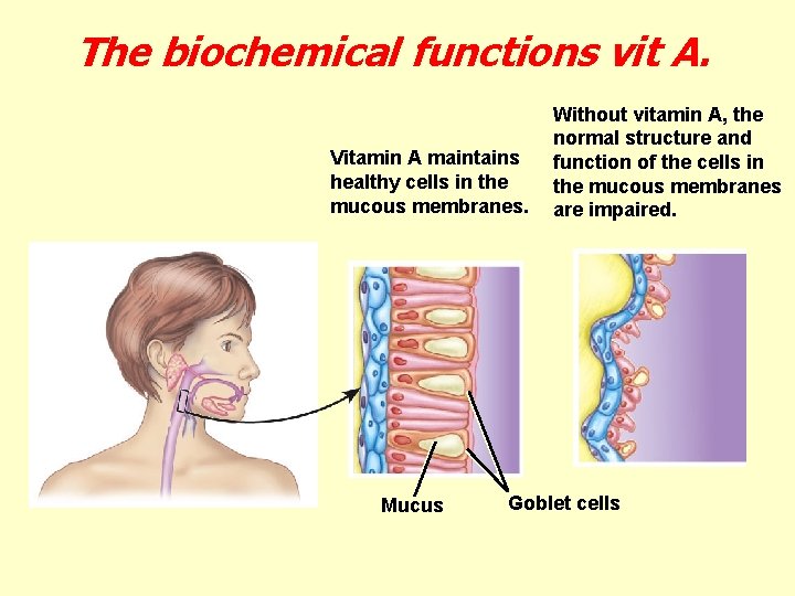 The biochemical functions vit A. Vitamin A maintains healthy cells in the mucous membranes.