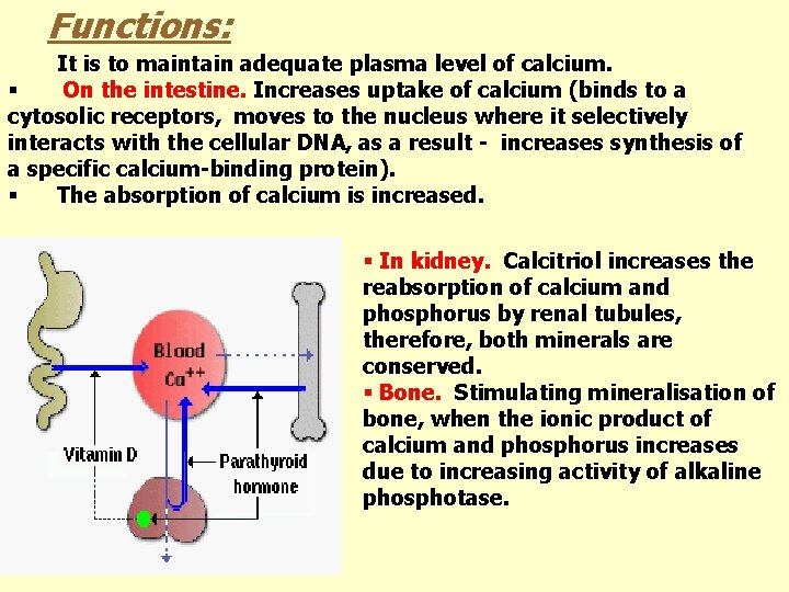 Functions: It is to maintain adequate plasma level of calcium. § On the intestine.