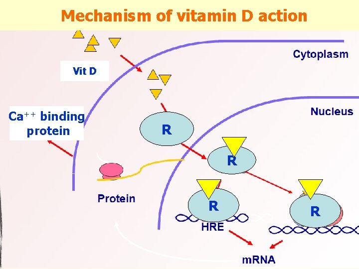 Mechanism of vitamin D action Vit D Ca++ binding protein R R 