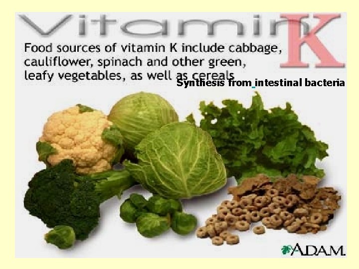 Synthesis from intestinal bacteria 
