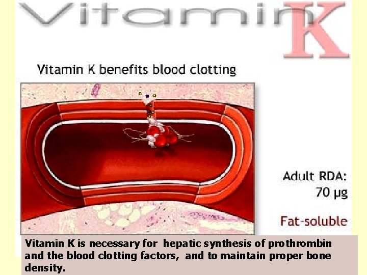 Vitamin K is necessary for hepatic synthesis of prothrombin and the blood clotting factors,