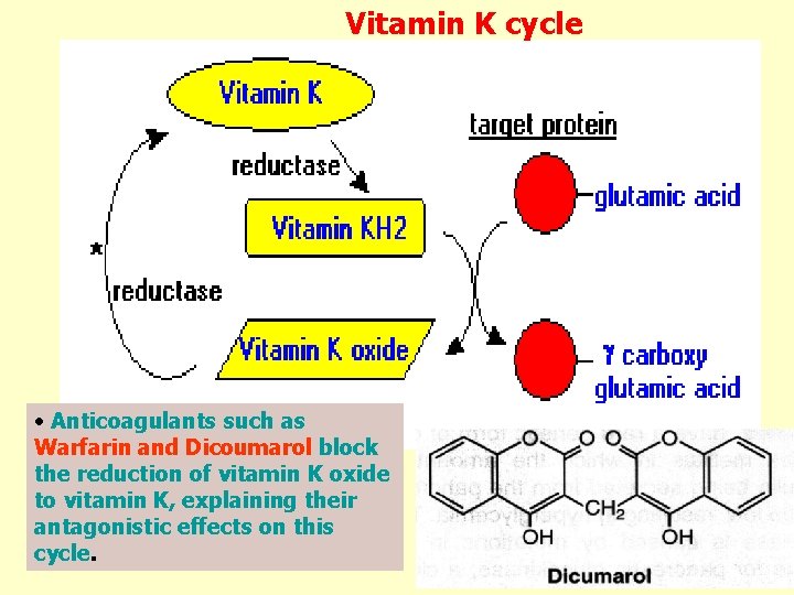 Vitamin K cycle • Anticoagulants such as Warfarin and Dicoumarol block the reduction of