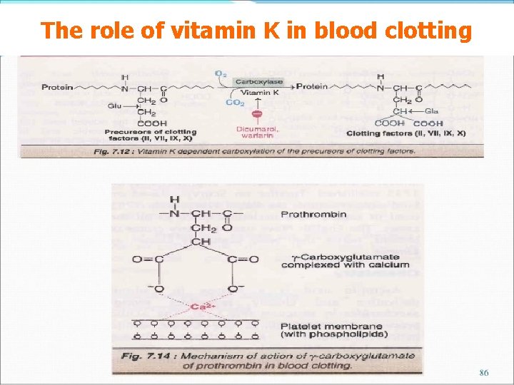 The role of vitamin K in blood clotting 