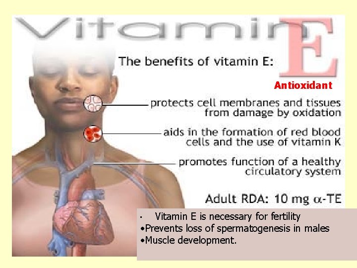 Antioxidant Vitamin E is necessary for fertility • Prevents loss of spermatogenesis in males