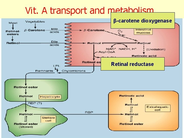 Vit. A transport and metabolism β-carotene dioxygenase Retinal reductase 
