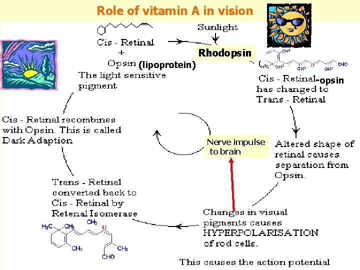 Role of vitamin A in vision (lipoprotein) Rhodopsin -opsin Nerve impulse to brain 