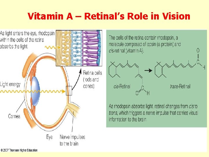 Vitamin A – Retinal’s Role in Vision 