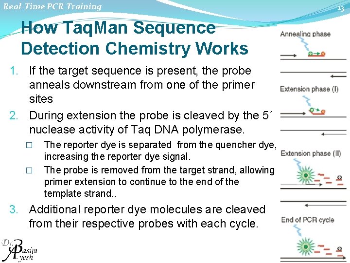 Real-Time PCR Training How Taq. Man Sequence Detection Chemistry Works 1. If the target