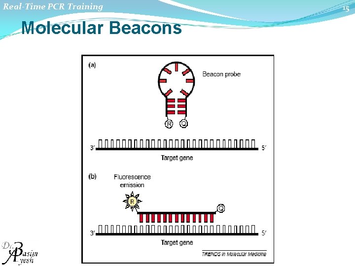 Real-Time PCR Training Molecular Beacons 15 