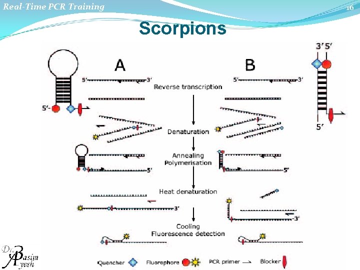 Real-Time PCR Training 16 Scorpions 