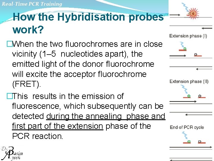 Real-Time PCR Training How the Hybridisation probes work? �When the two fluorochromes are in