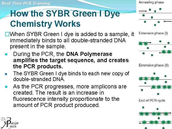 Real-Time PCR Training How the SYBR Green I Dye Chemistry Works �When SYBR Green
