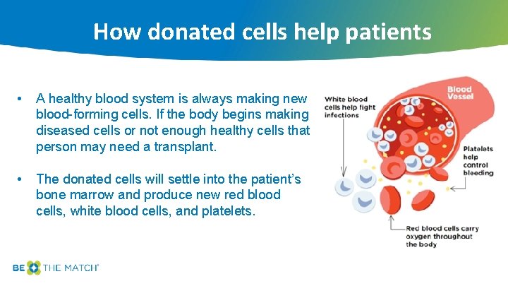 How donated cells help patients • A healthy blood system is always making new