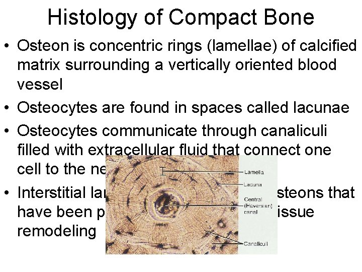 Histology of Compact Bone • Osteon is concentric rings (lamellae) of calcified matrix surrounding Histology of Compact Bone • Osteon is concentric rings (lamellae) of calcified matrix surrounding