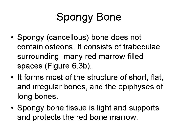 Spongy Bone • Spongy (cancellous) bone does not contain osteons. It consists of trabeculae Spongy Bone • Spongy (cancellous) bone does not contain osteons. It consists of trabeculae