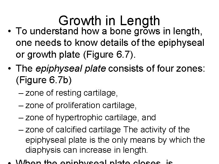 Growth in Length • To understand how a bone grows in length, one needs Growth in Length • To understand how a bone grows in length, one needs