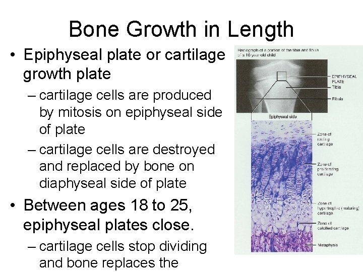 Bone Growth in Length • Epiphyseal plate or cartilage growth plate – cartilage cells Bone Growth in Length • Epiphyseal plate or cartilage growth plate – cartilage cells