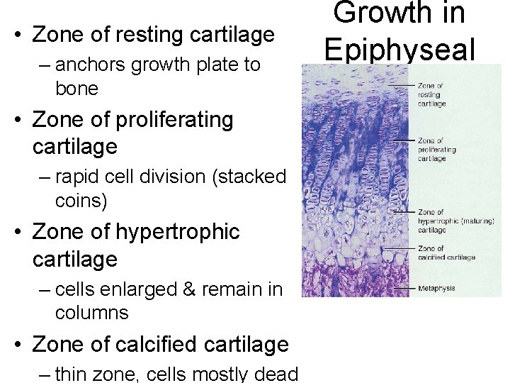 • Zone of resting cartilage – anchors growth plate to bone • Zone • Zone of resting cartilage – anchors growth plate to bone • Zone
