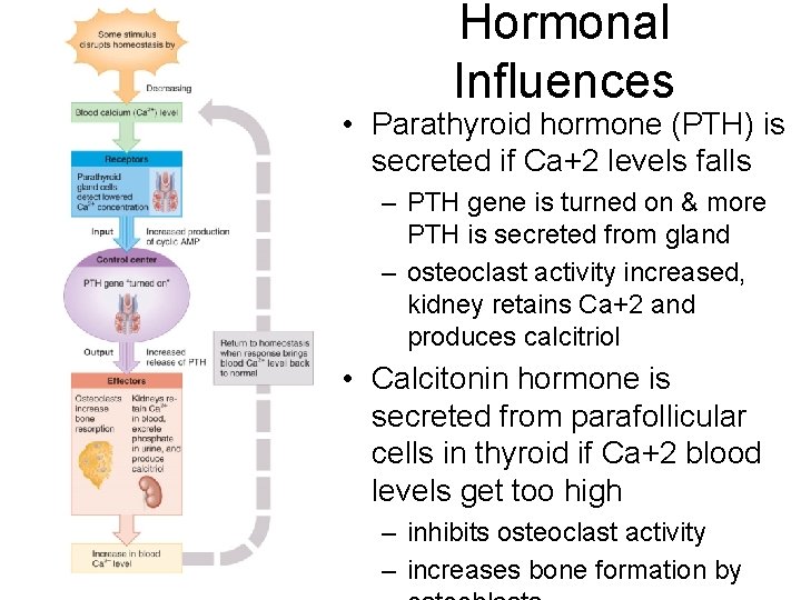 Hormonal Influences • Parathyroid hormone (PTH) is secreted if Ca+2 levels falls – PTH Hormonal Influences • Parathyroid hormone (PTH) is secreted if Ca+2 levels falls – PTH
