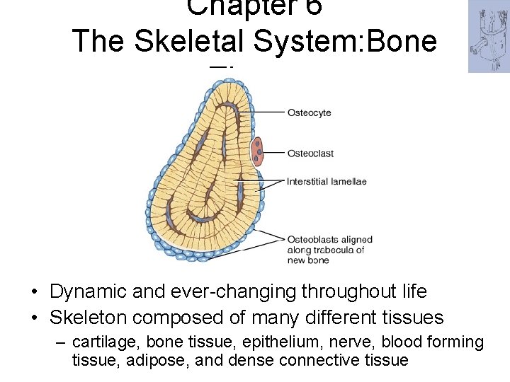 Chapter 6 The Skeletal System: Bone Tissue • Dynamic and ever-changing throughout life • Chapter 6 The Skeletal System: Bone Tissue • Dynamic and ever-changing throughout life •
