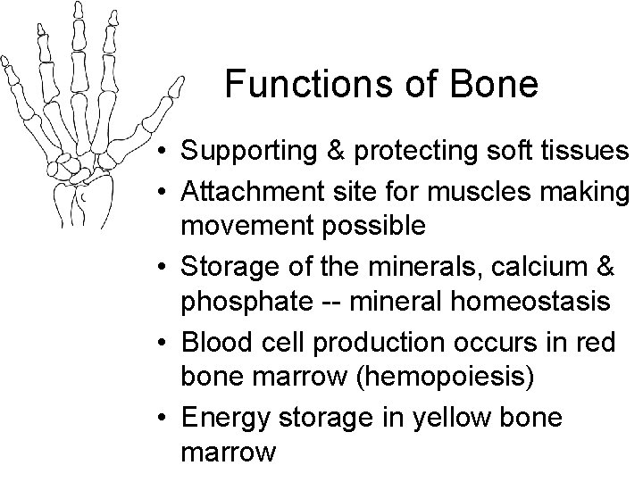 Functions of Bone • Supporting & protecting soft tissues • Attachment site for muscles Functions of Bone • Supporting & protecting soft tissues • Attachment site for muscles