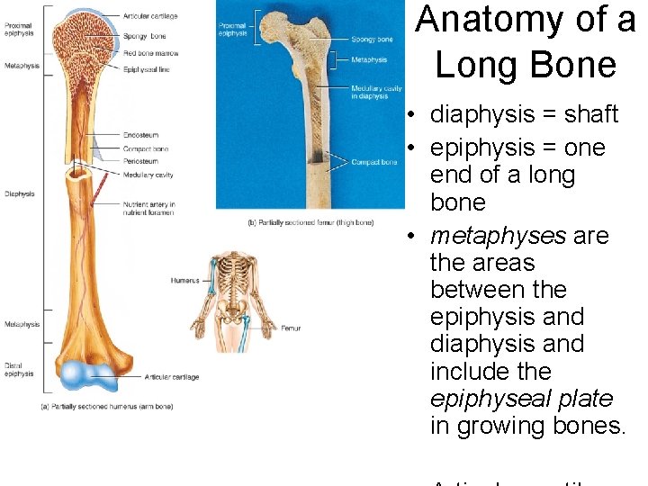 Anatomy of a Long Bone • diaphysis = shaft • epiphysis = one end Anatomy of a Long Bone • diaphysis = shaft • epiphysis = one end