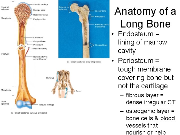 Anatomy of a Long Bone • Endosteum = lining of marrow cavity • Periosteum Anatomy of a Long Bone • Endosteum = lining of marrow cavity • Periosteum